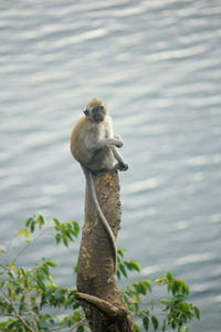 View of a bird on lake