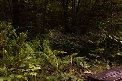 Trees in forest