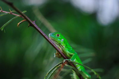 Close-up of frog on leaf