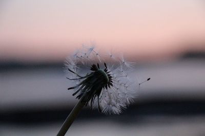 Close-up of wilted dandelion