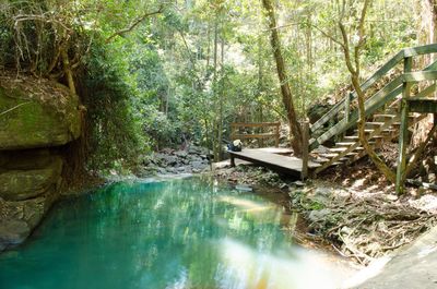 Scenic view of river amidst trees in forest