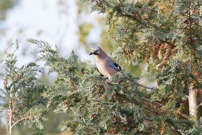 Bird perching on a tree