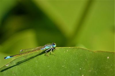 Close-up of damselfly on leaf