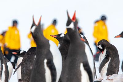 Penguins on snow covered field