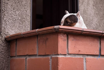 View of a dog in the wall