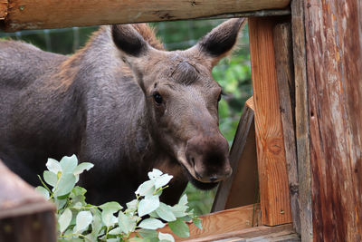 Close-up of a horse