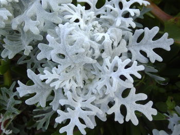 Close-up of leaves