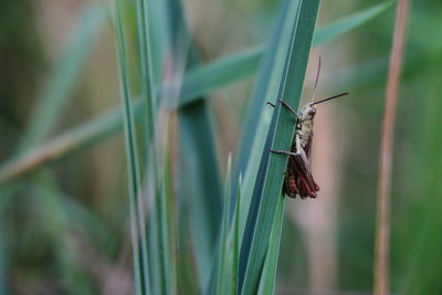 Close-up of butterfly