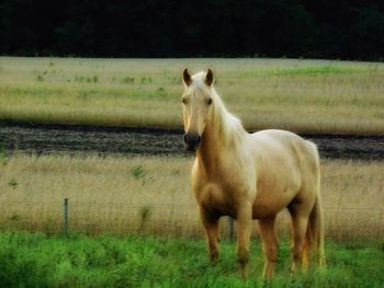 Horse on field