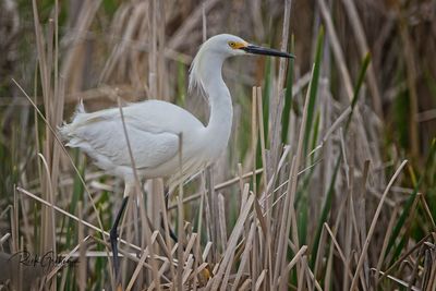 View of white bird on grass