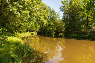 Scenic view of lake amidst trees in forest