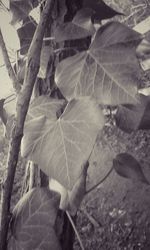 Close-up of leaves