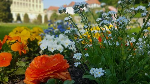 Close-up of orange flowering plants on field