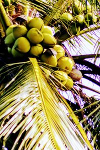 Low angle view of fruits on tree