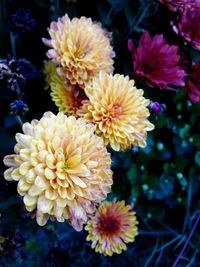 Close-up of yellow flowers blooming outdoors