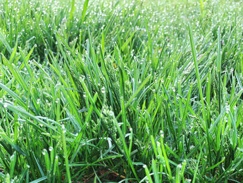 High angle view of grass growing in field