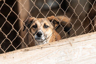 Portrait of dog seen through chainlink fence