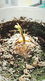 Close-up of plant against blurred background