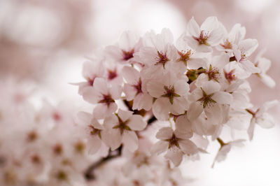 Close-up of white flowers blooming on tree