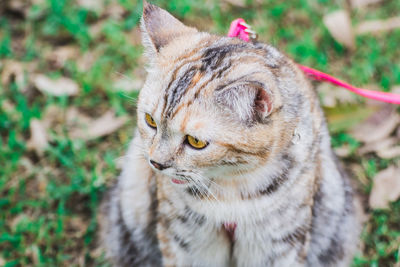 Close-up of a cat looking away