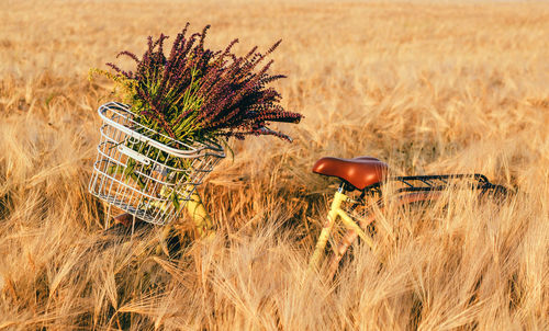 Bicycle with a bouquet of wildflowers in a basket in front of handlebar on a background 