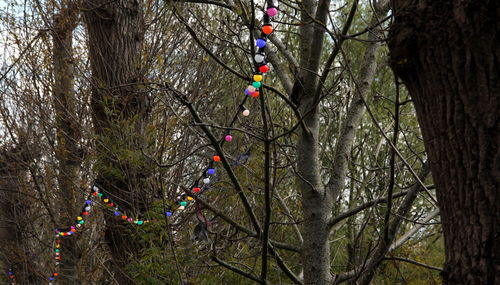 Low angle view of christmas tree