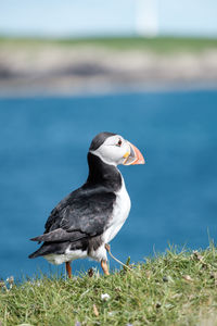 Close-up of puffin perching on field