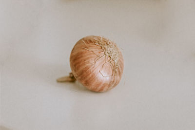 High angle view of shell on white background