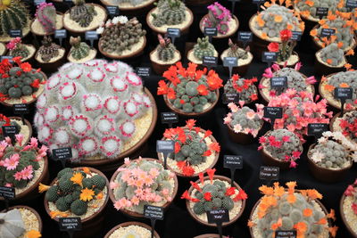 View of succulent plants