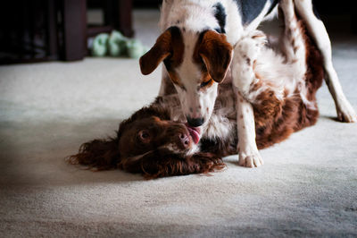 Close-up of dogs playing