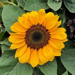 Close-up of sunflower blooming outdoors