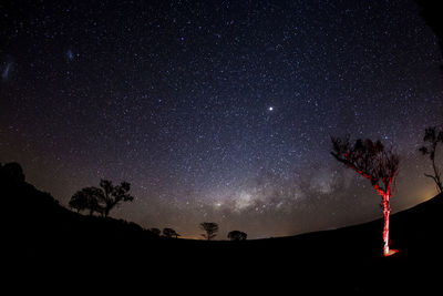 Low angle view of silhouette trees against sky at night