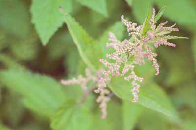 Close-up of flowering plant