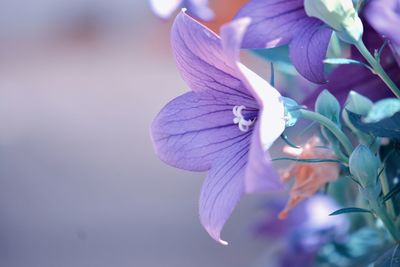 Close-up of purple flowering plant