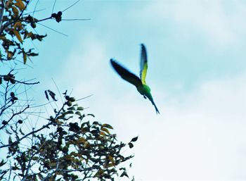 Low angle view of bird flying in sky