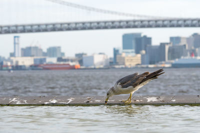 Seagull flying over river in city