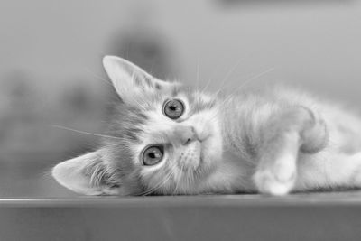 Black and white portrait of a kitten