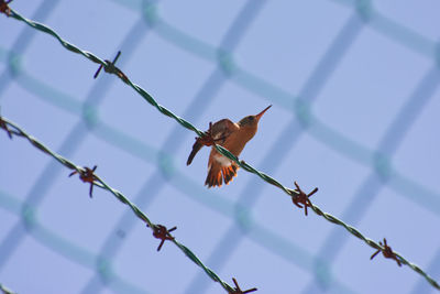 Low angle view of hummingbird on fence