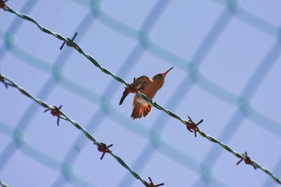 Low angle view of grasshopper on fence