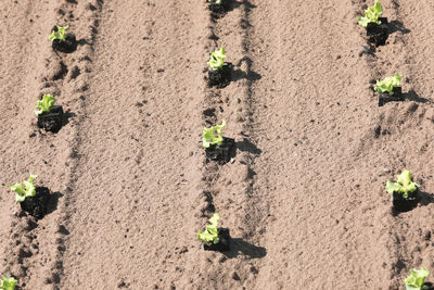 High angle view of small plant growing on field