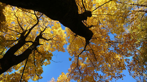 Low angle view of trees against sky during autumn