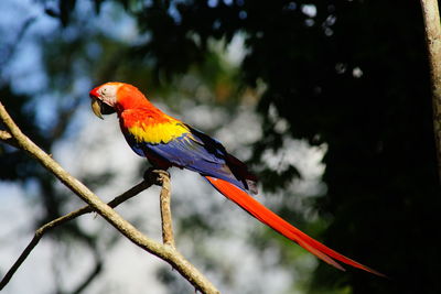Side view of scarlet macaw perching on branch