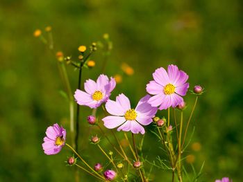 Close-up of pink flowering plants on field