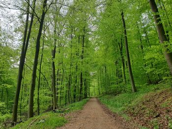 Dirt road amidst trees in forest