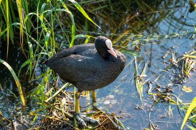 Coot bird in a lake