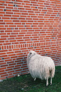 Sheep standing against brick wall