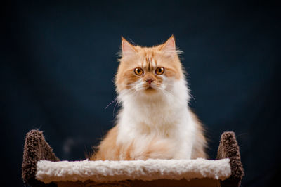 Close-up portrait of cat on chair