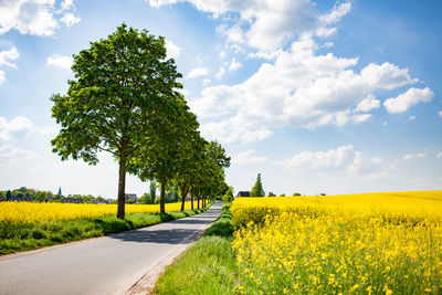 Scenic view of oilseed rape field against sky