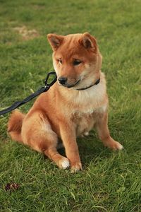 Portrait of dog on grassy field