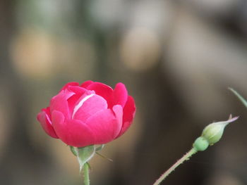 Close-up of pink rose